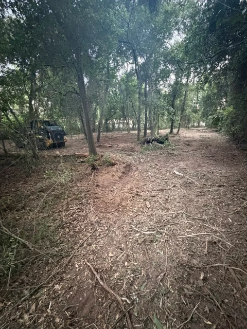 Cleared wooded area with mature trees, mulched ground, and removed debris