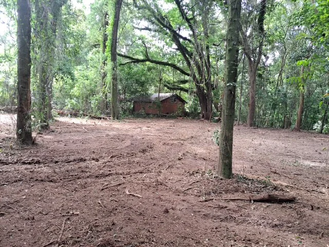 Cleared wooded lot with mature trees, exposed soil, and removed debris