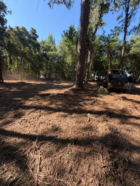 Cleared forest floor with wood mulch, mature trees, and heavy equipment on wooded property