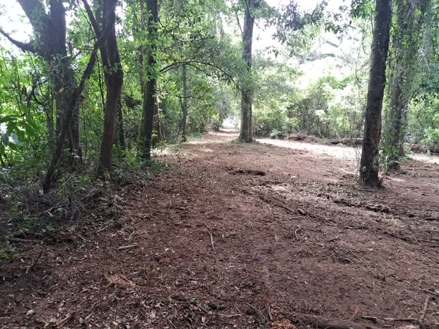 Cleared wooded lot with mature trees and mulched ground surface