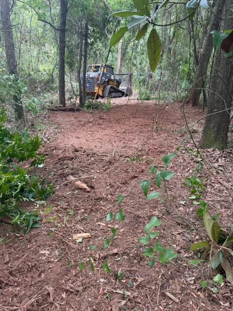 Forestry mulcher clearing wooded lot with mature trees and dense underbrush