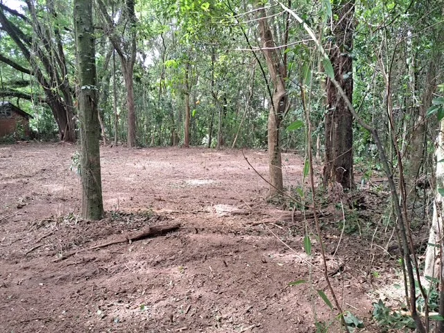 Cleared wooded lot with mature trees, mulched ground, and removed undergrowth
